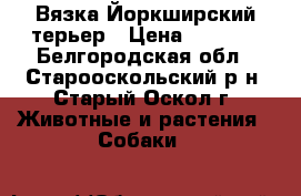 Вязка Йоркширский терьер › Цена ­ 2 000 - Белгородская обл., Старооскольский р-н, Старый Оскол г. Животные и растения » Собаки   